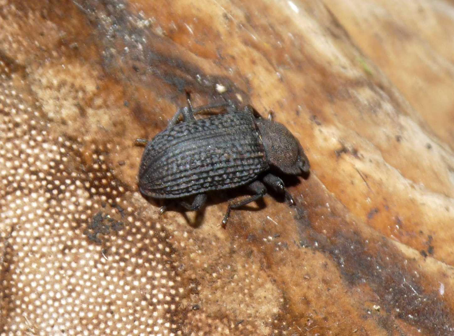 Tenebrionidae amante dei funghi: Bolitophagus reticulatus